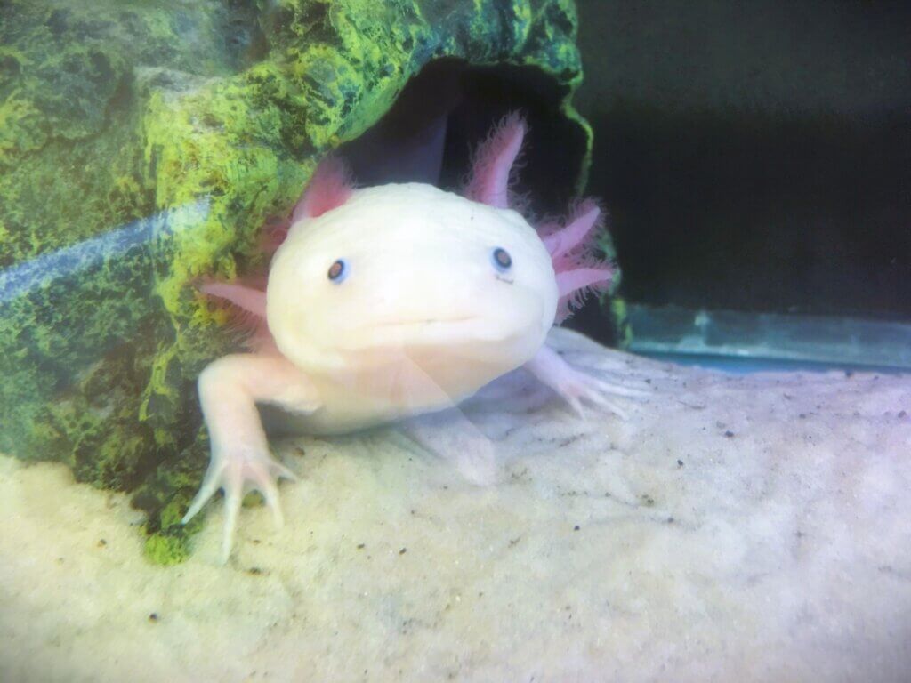 Axel Rose, mascot at Mt. Scott Animal Clinic.